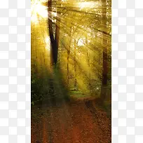 森林梦幻H5背景素材