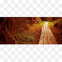 秋季枫林小路背景