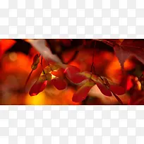 摄影红色树叶树枝背景