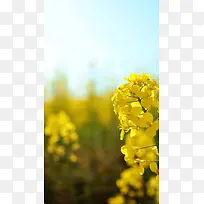 黄色油菜花H5背景素材