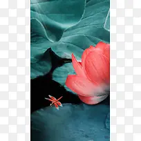 唯美荷塘荷花处暑节气