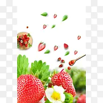 摘草莓白色背景简约海报