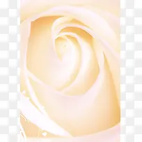白色情人节白玫瑰海报背景