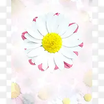 小雏菊花朵温馨海报背景