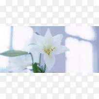 清新百合花朵唯美背景图天猫海报背景