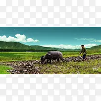 农民在稻田耕田背景图