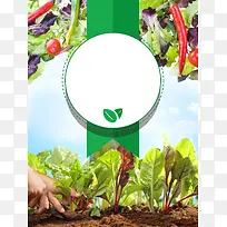 大气有机蔬菜海报背景素材