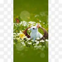 清新花卉兔子H5背景