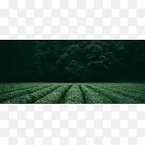 茶文化背景banner