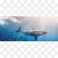 大海湛蓝简约时尚鲨鱼背景图