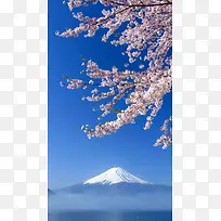 富士山樱花H5背景