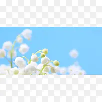 白色铃兰花簇背景