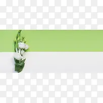 鲜花简约绿色banner