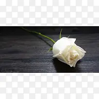 一只白玫瑰