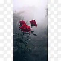 暗沉玫瑰背景