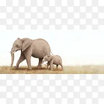 大象与小象