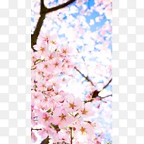 樱花花朵背景