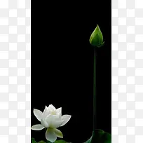 盛开的娇美百合花H5素材背景