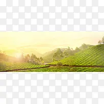 小清新田间背景banner装饰