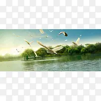 鸟湿地背景banner