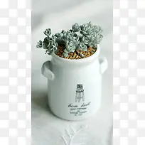 文艺多肉植物H5背景