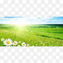 小清新野菊花地背景图