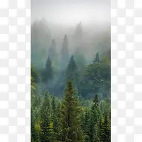 简约森林雾霾手机端H5背景