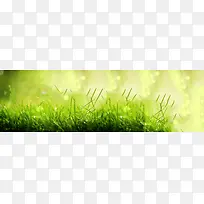 露水草丛清新背景banner