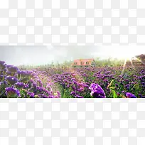 薰衣草背景促销banner