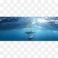 蓝色海洋动物banner背景