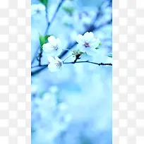 春天蓝色花朵手机端H5背景