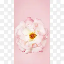 粉色小清新花朵手机端H5背景
