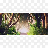梦幻森林风景免费下载