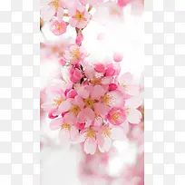 桃花花朵背景