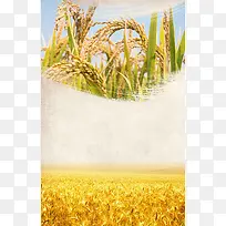 水稻宣传清新海报背景