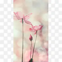 粉色花卉H5背景