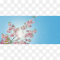 小清新樱花春天蓝色banner