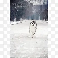 哈士奇雪橇犬背景素材