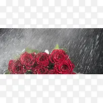 雨中玫瑰背景图