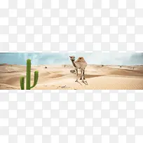 沙漠骆驼仙人掌创意背景banner