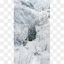 雪中森林H5背景