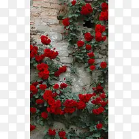 文艺复古砖墙玫瑰H5背景素材