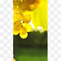 黄色葡萄背景