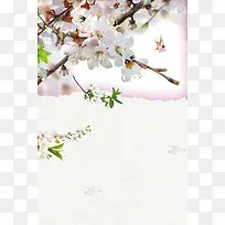 梨花春天白色清新花卉简约背景