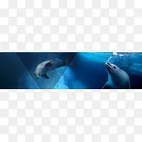 海洋保健品海豚鲸鱼背景banner