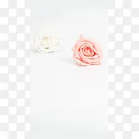 白色背景下的玫瑰花H5背景
