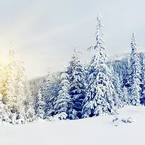 雪中树木背景