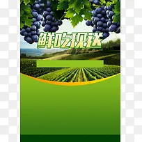 清新葡萄园葡萄宣传单背景素材