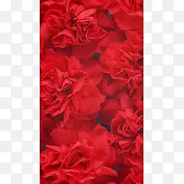 红色花朵花瓣平铺H5背景
