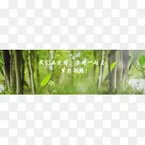 绿色 校园 森林 树林 护眼 自然背景banner